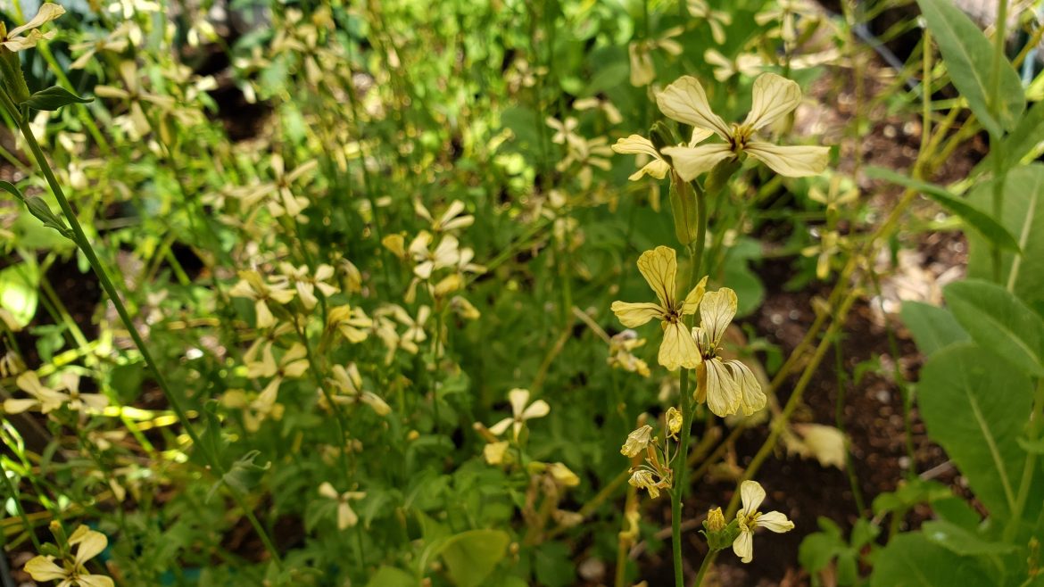 Garden_20200509_153213