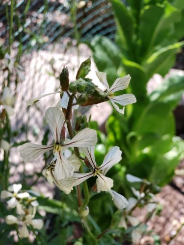 Waiting for the arugula to create seeds for collection