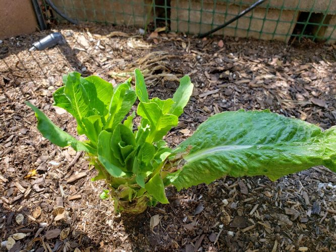 Romaine that is growing back after being cut down a few weeks ago.